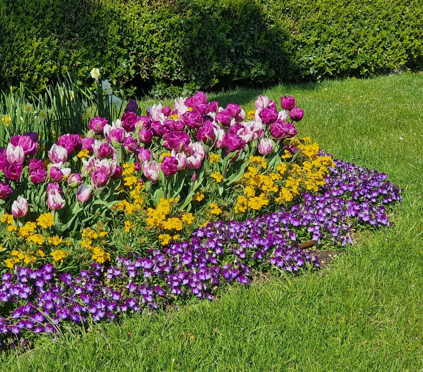 A designed border in full flower beside a neat lawn